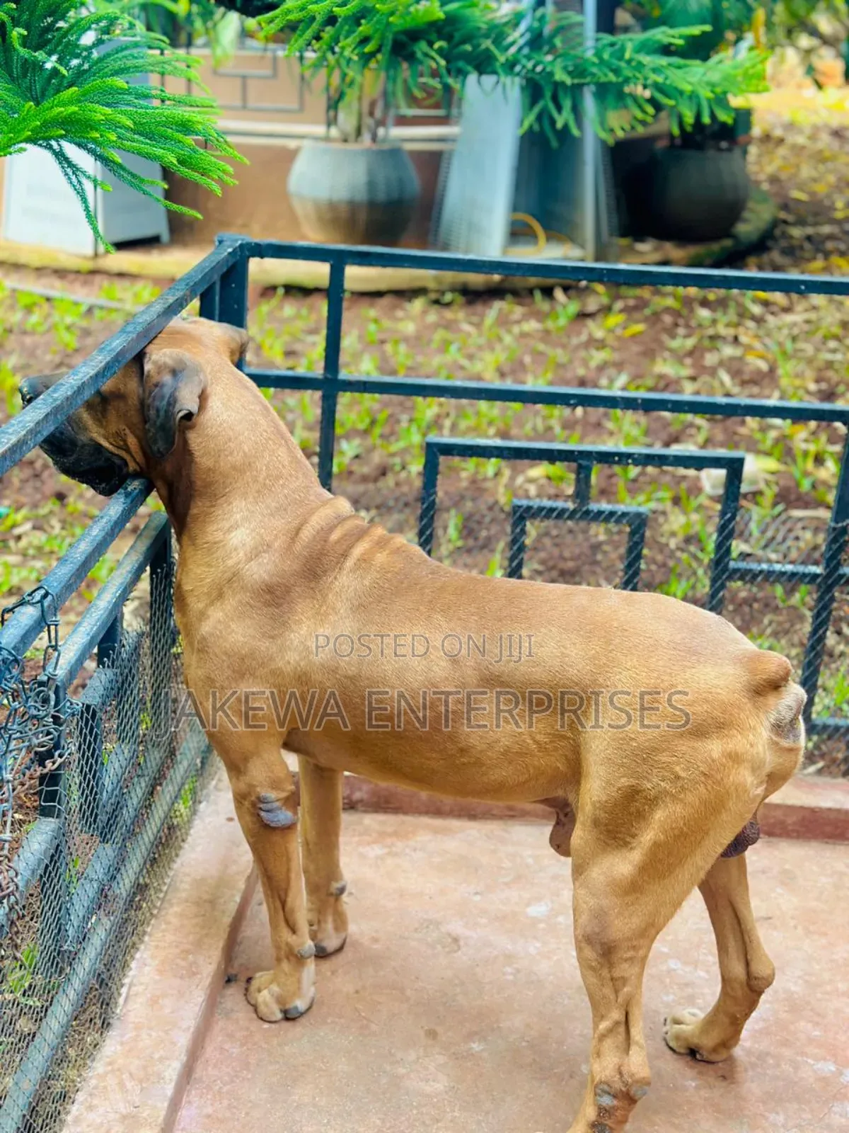 1+ year Male Purebred Boerboel