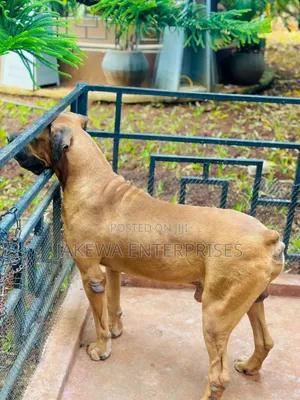 1+ year Male Purebred Boerboel