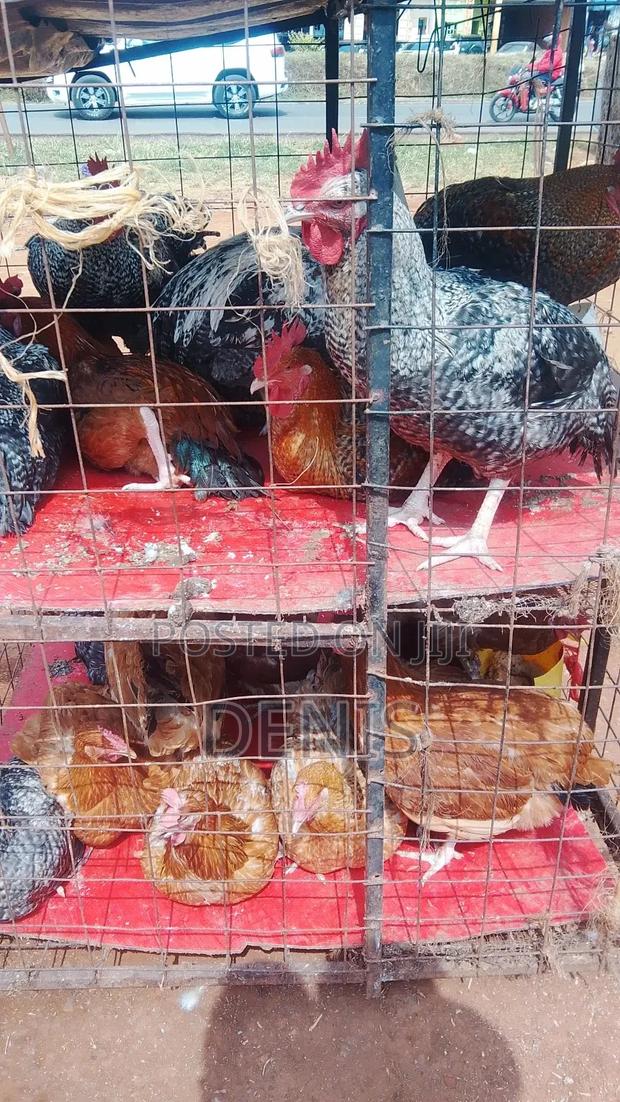 Kuku Kienyeji /Chicken - main view