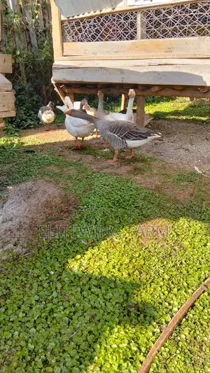 Top Quality Geese for Rehoming