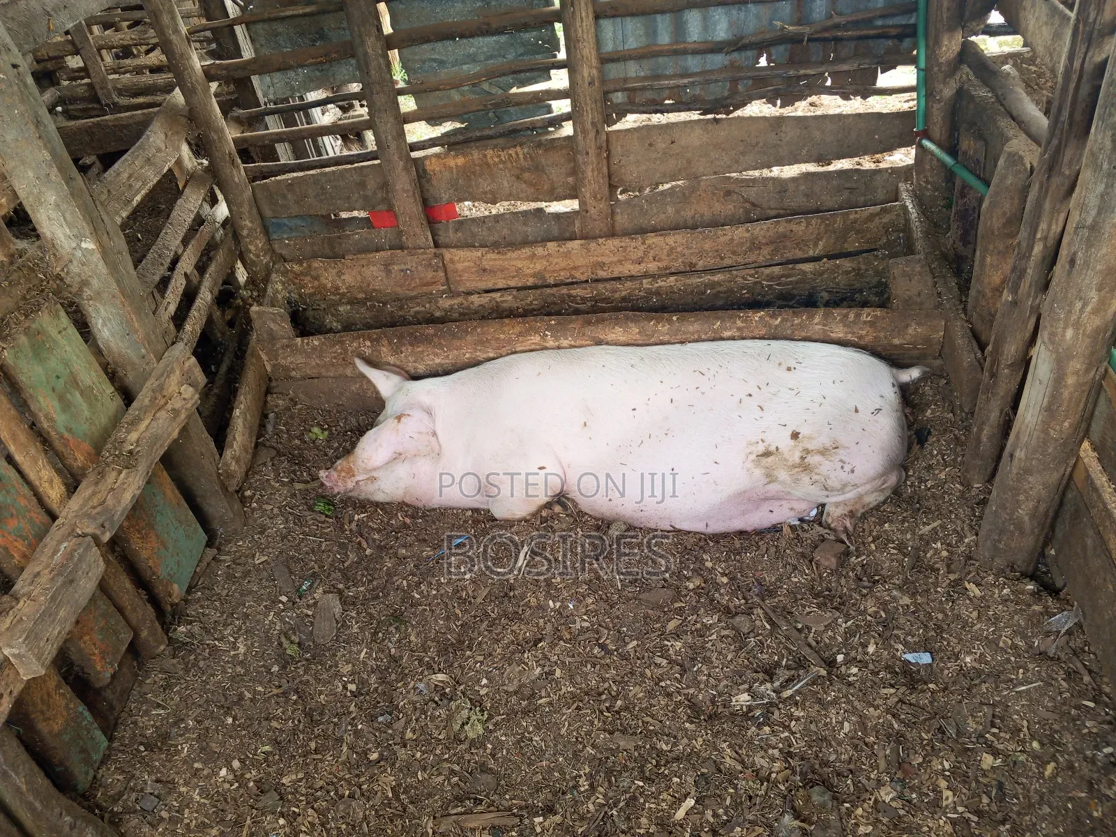 Pregnant Sow in Roadblock