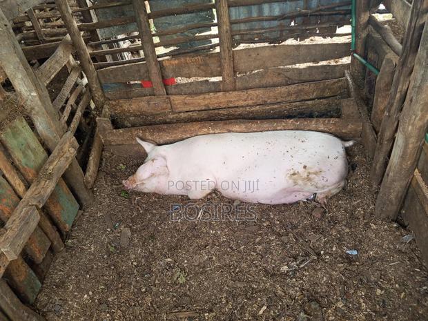 Pregnant Sow in Roadblock - thumbnail 9