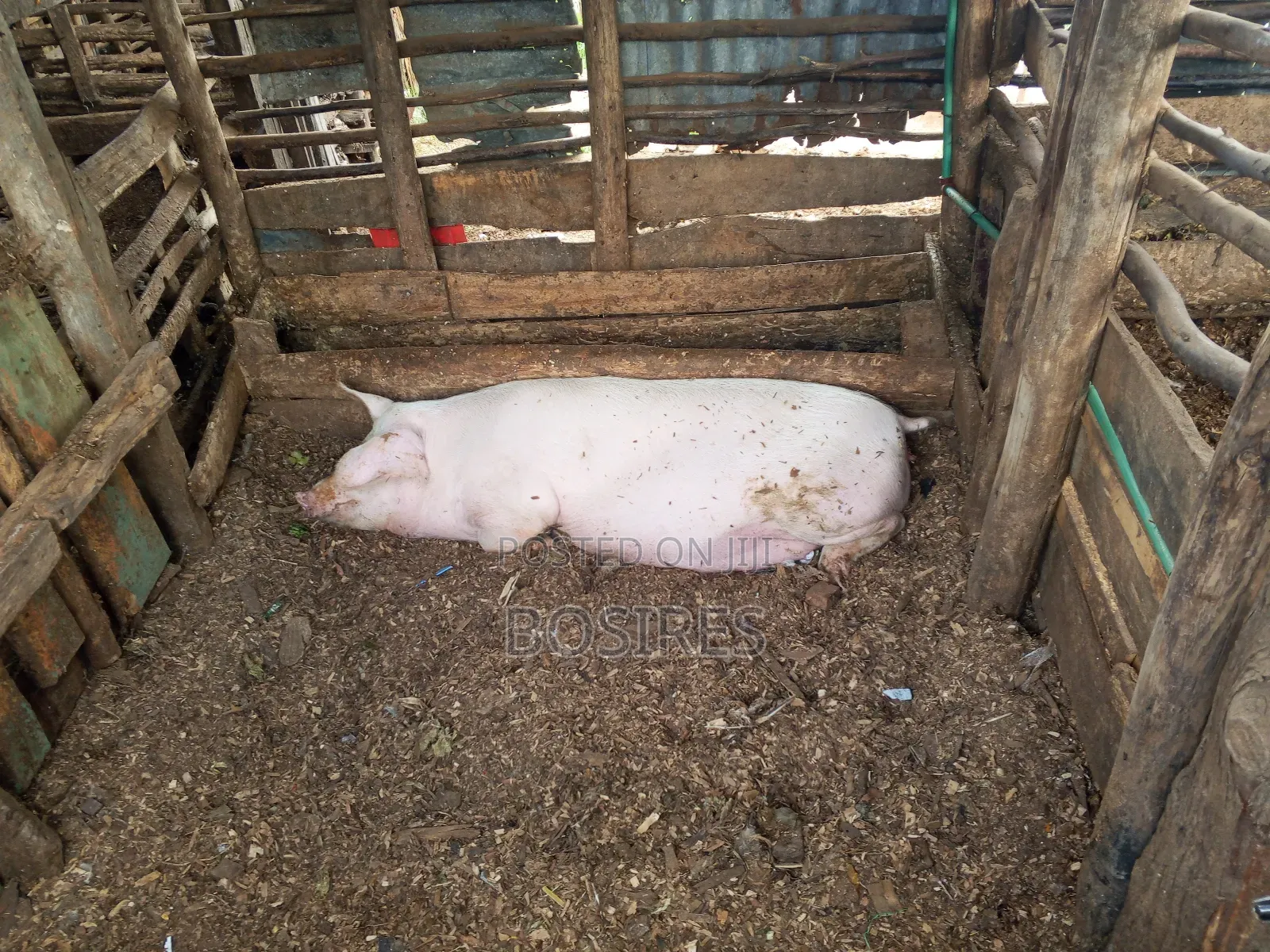 Pregnant Sow in Roadblock