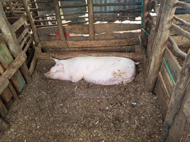 Pregnant Sow in Roadblock - thumbnail 10