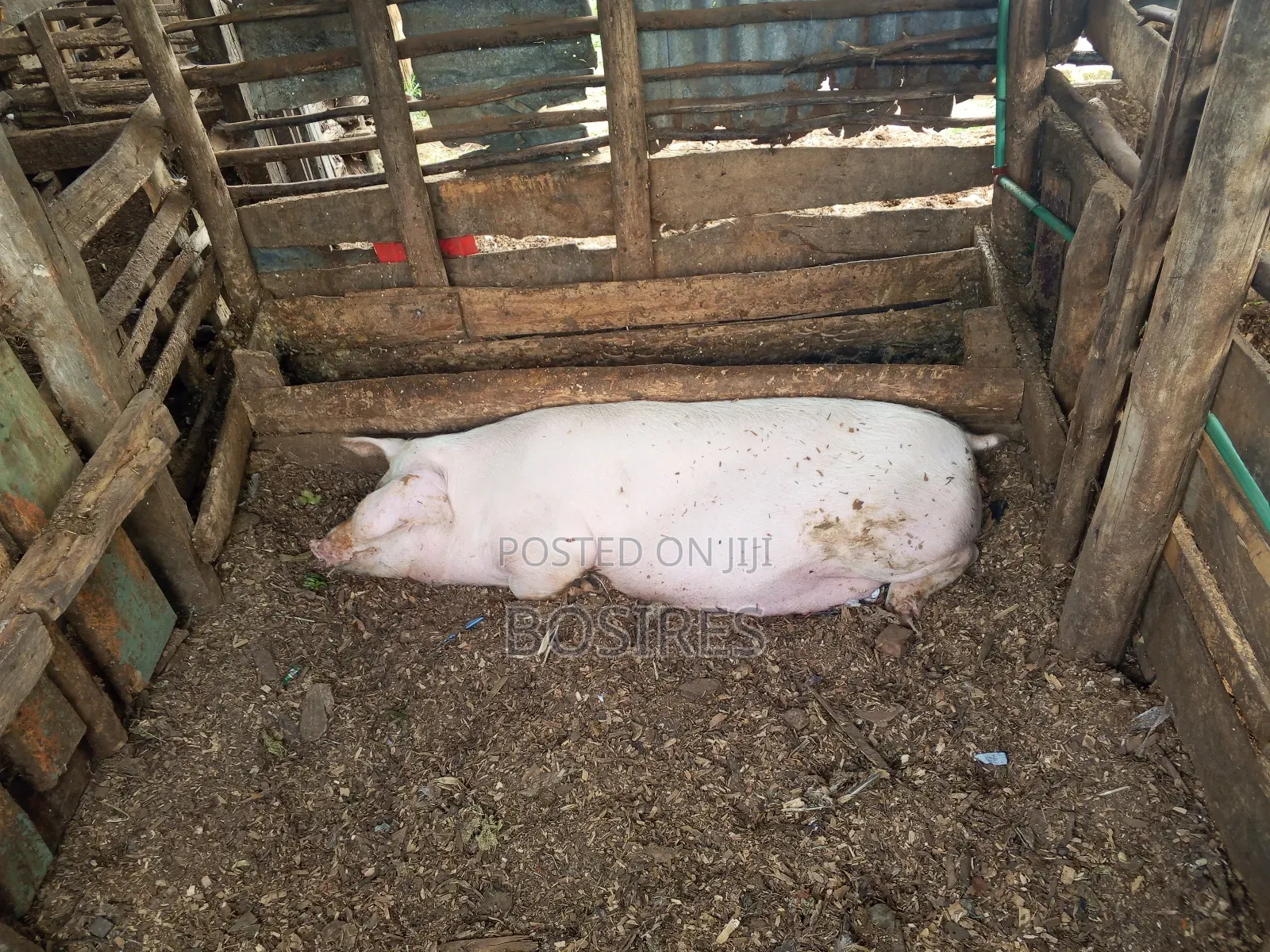 Pregnant Sow in Roadblock