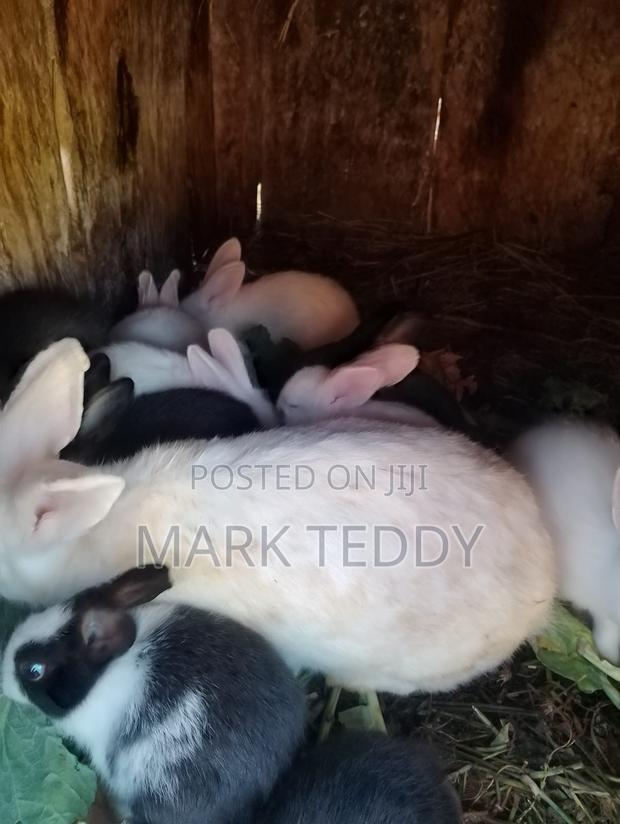 Dutch/New Zealand Rabbits - thumbnail 2