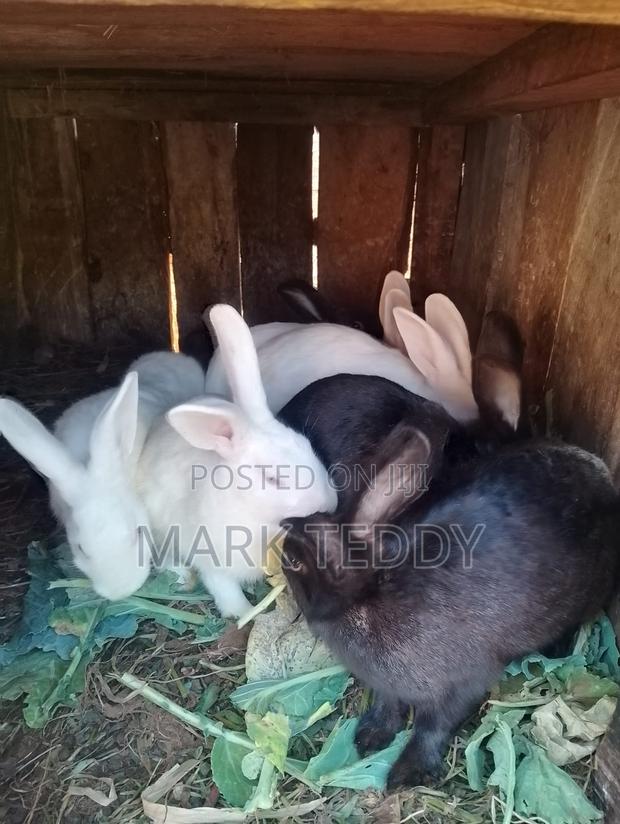 Dutch/New Zealand Rabbits - main view