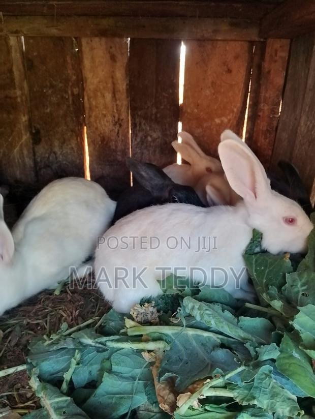 Dutch/New Zealand Rabbits - thumbnail 3
