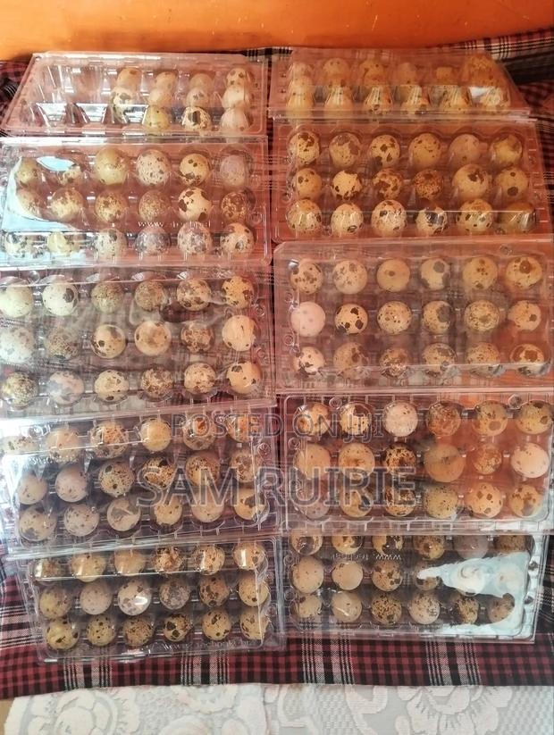 Fresh Quails Eggs Available at Good Price - main view