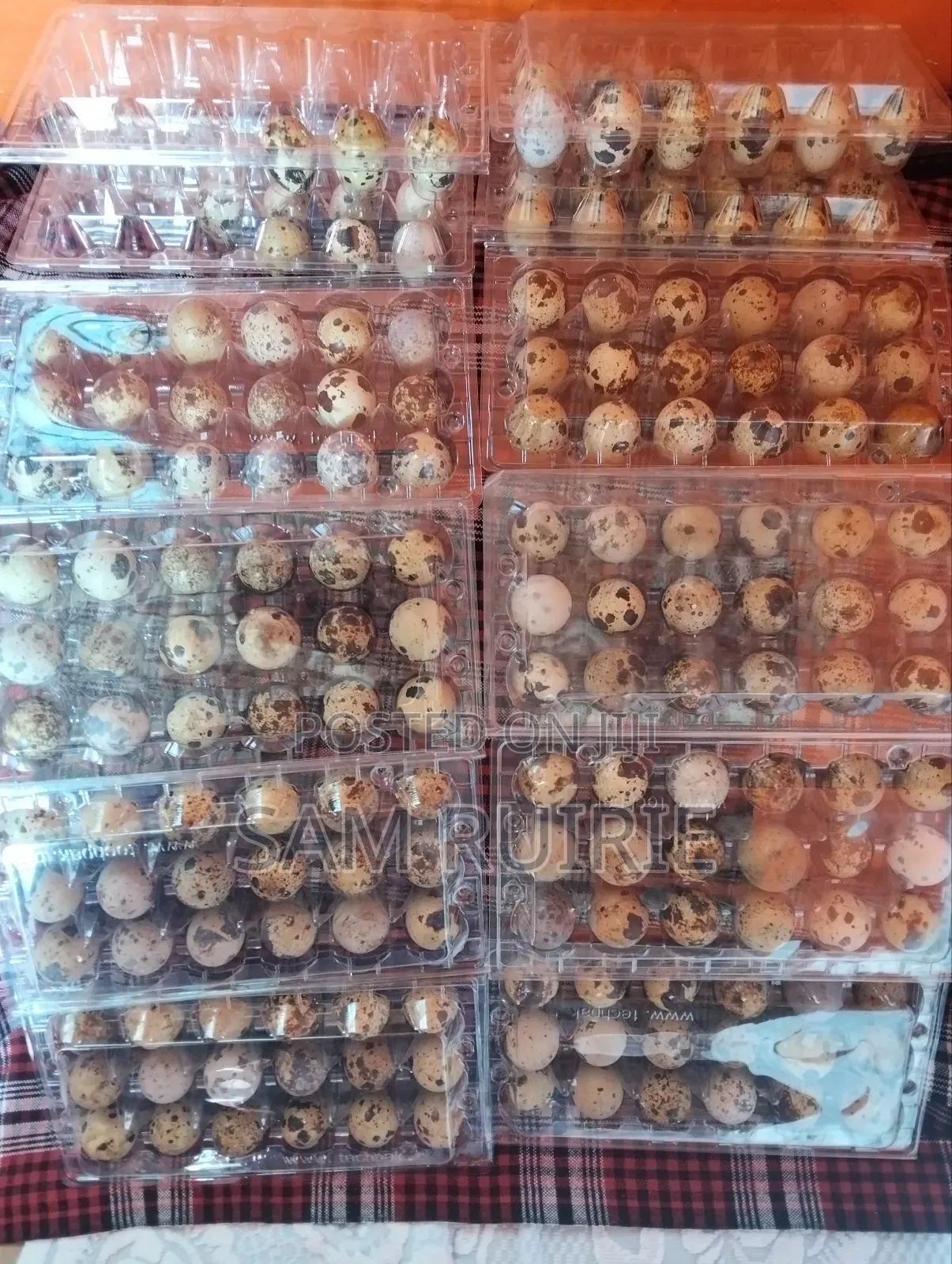 Fresh Quails Eggs Available at Good Price