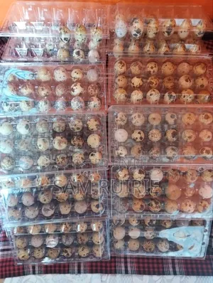 Fresh Quails Eggs Available at Good Price