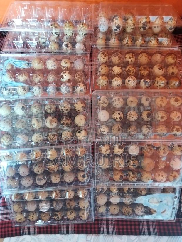 Fresh Quails Eggs Available at Good Price - thumbnail 3