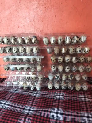 Fresh Quails Eggs Available at Good Price