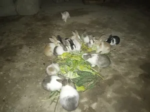 Rabbits for Sale