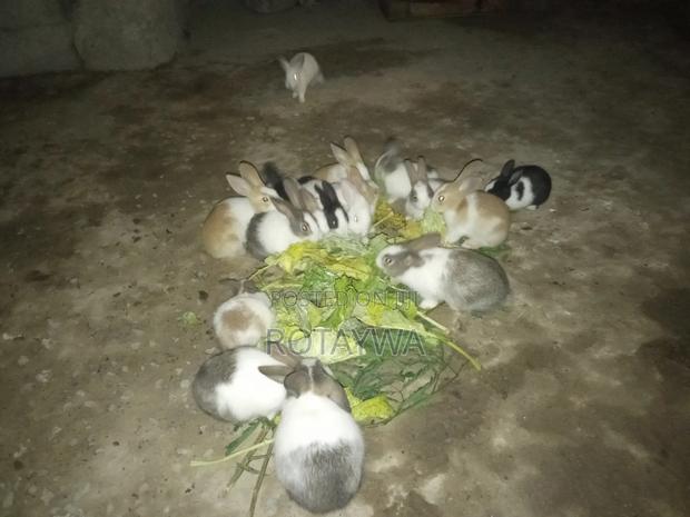 Rabbits for Sale