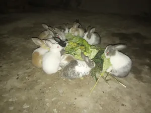 Rabbits for Sale