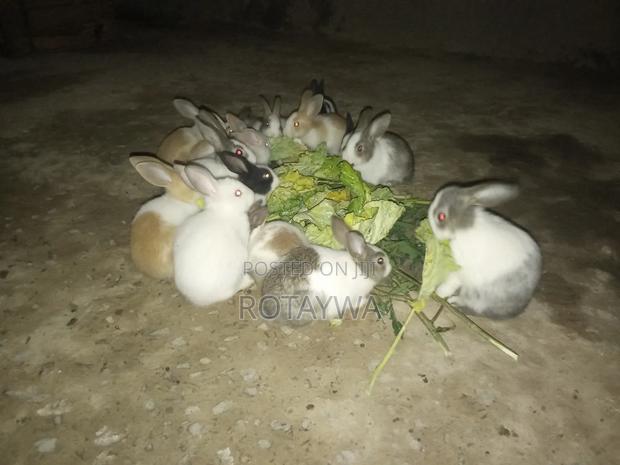 Rabbits for Sale - thumbnail 2