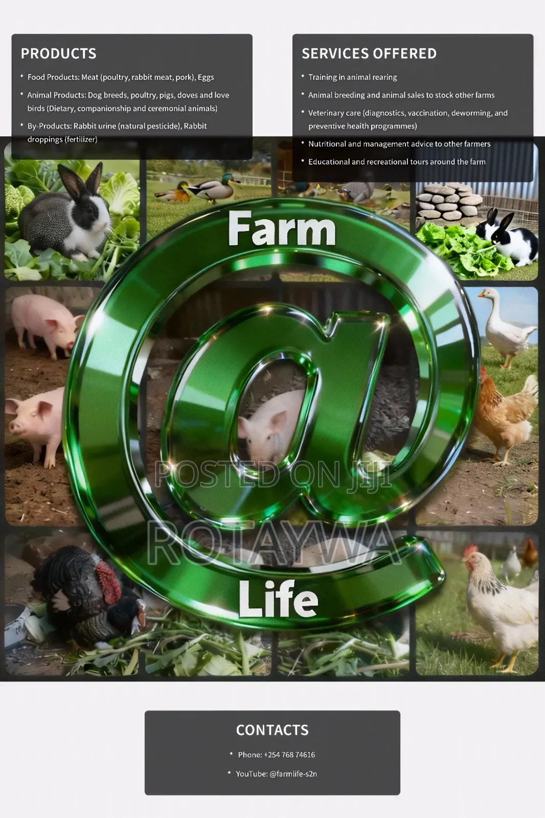 Rabbits for Sale