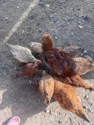 Improved Kienyeji Chicken - main view