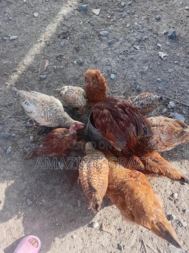 Improved Kienyeji Chicken