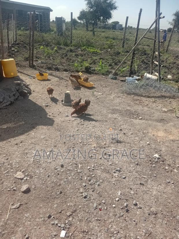 Improved Kienyeji Chicken - thumbnail 2