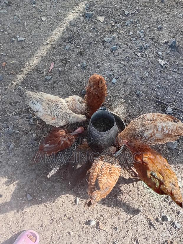 Improved Kienyeji Chicken - thumbnail 3