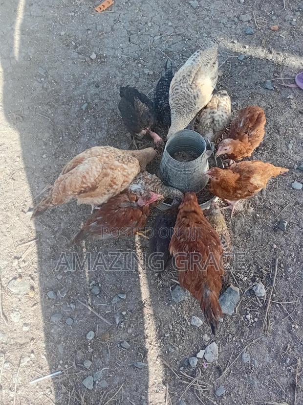 Improved Kienyeji Chicken - thumbnail 7