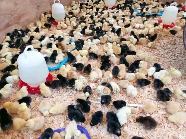 One Day Old Chicks - main view