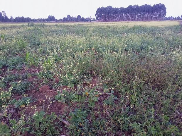 One Acre Land for Sale in Njoro - thumbnail 3