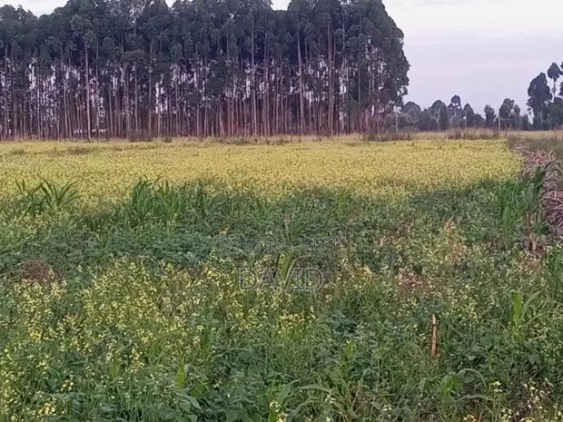 One Acre Land for Sale in Njoro - thumbnail 4