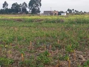 One Acre Land for Sale in Njoro