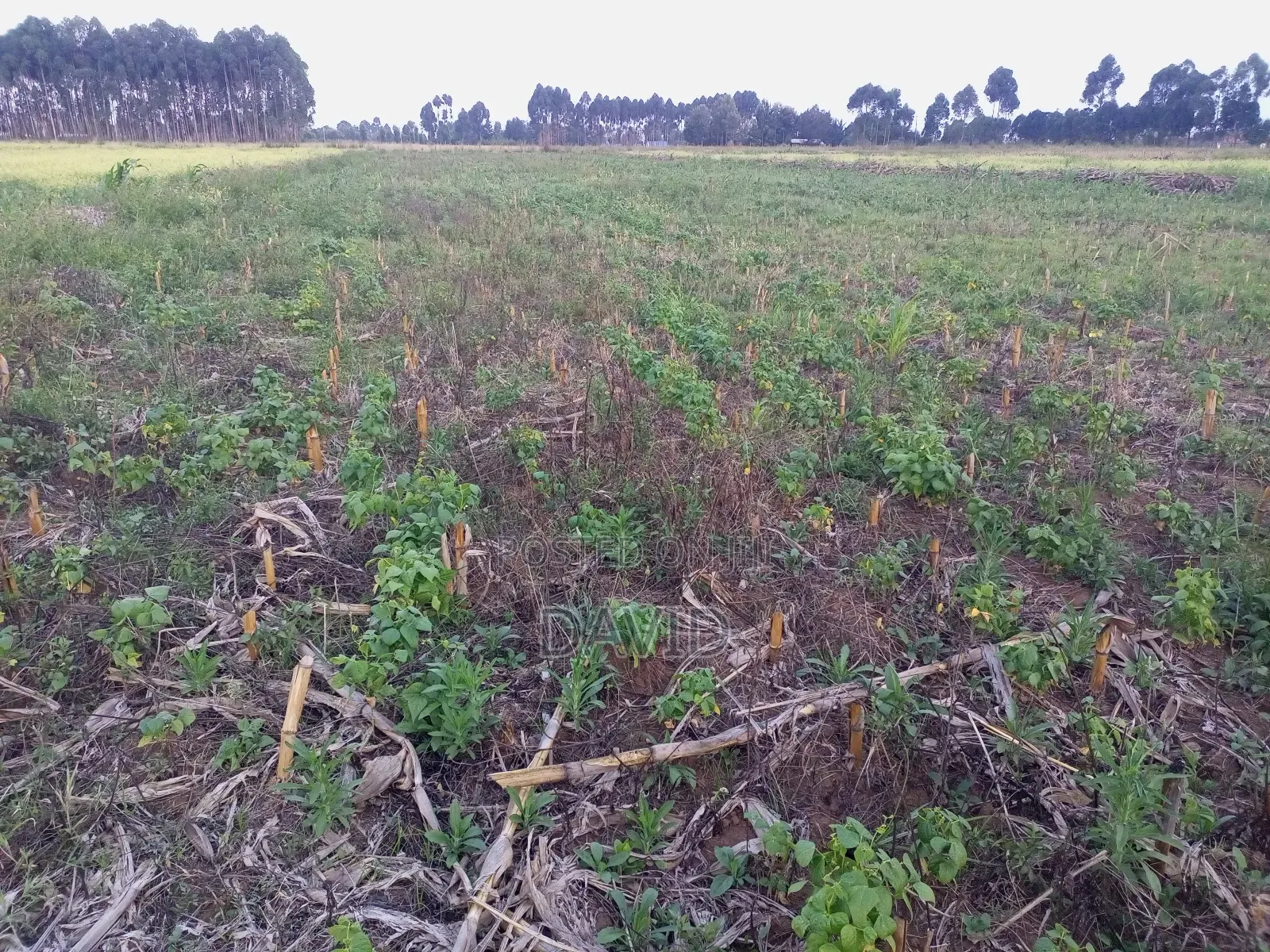 Land for Sale in Njoro Piave