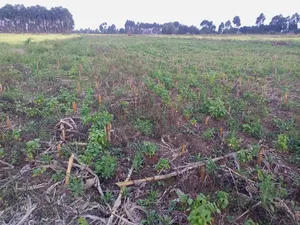 Land for Sale in Njoro Piave