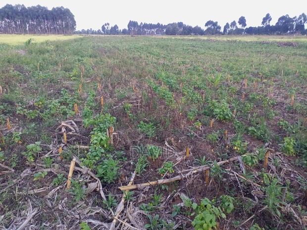 Land for Sale in Njoro Piave