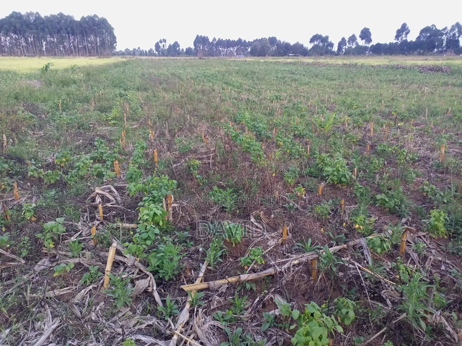 Land for Sale in Njoro Piave