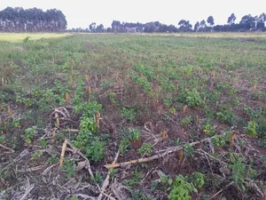 Land for Sale in Njoro Piave