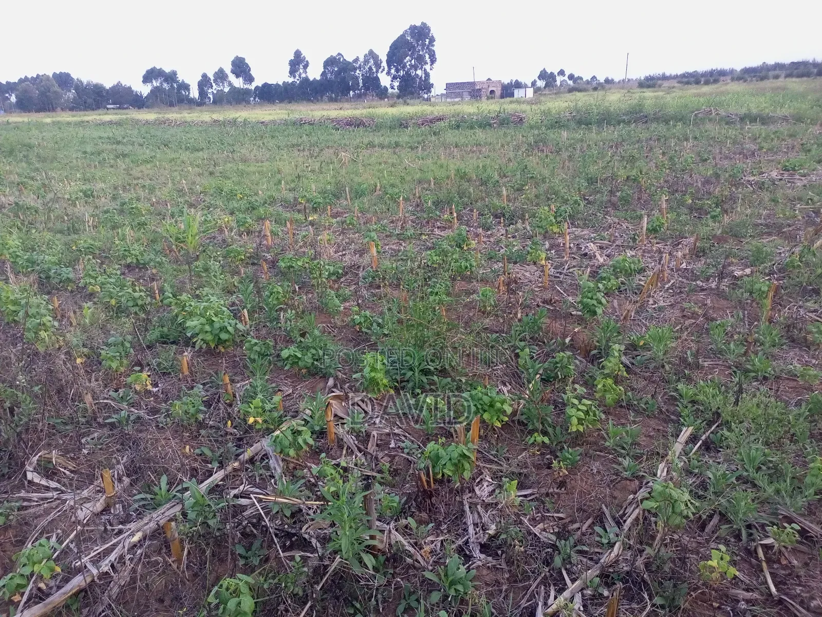 Land for Sale in Njoro Piave