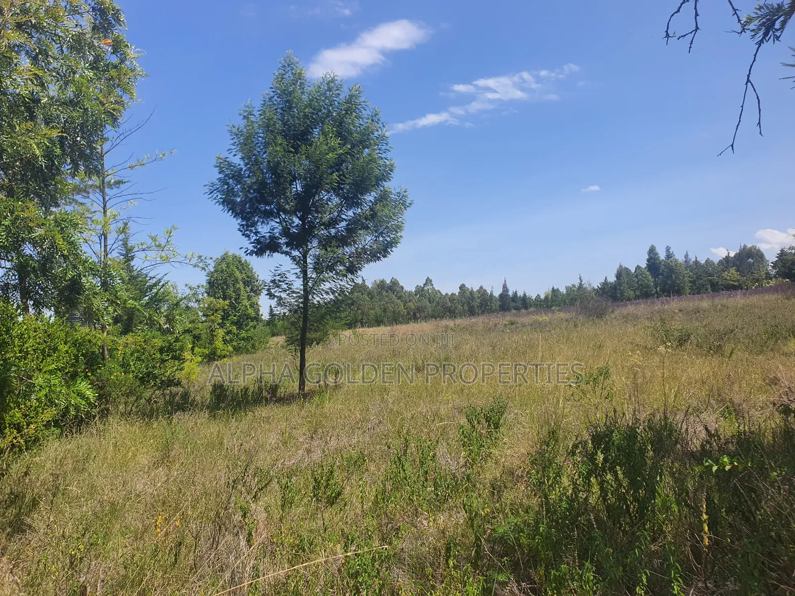 2 Acres in Nanyuki [ Kwahuku ]