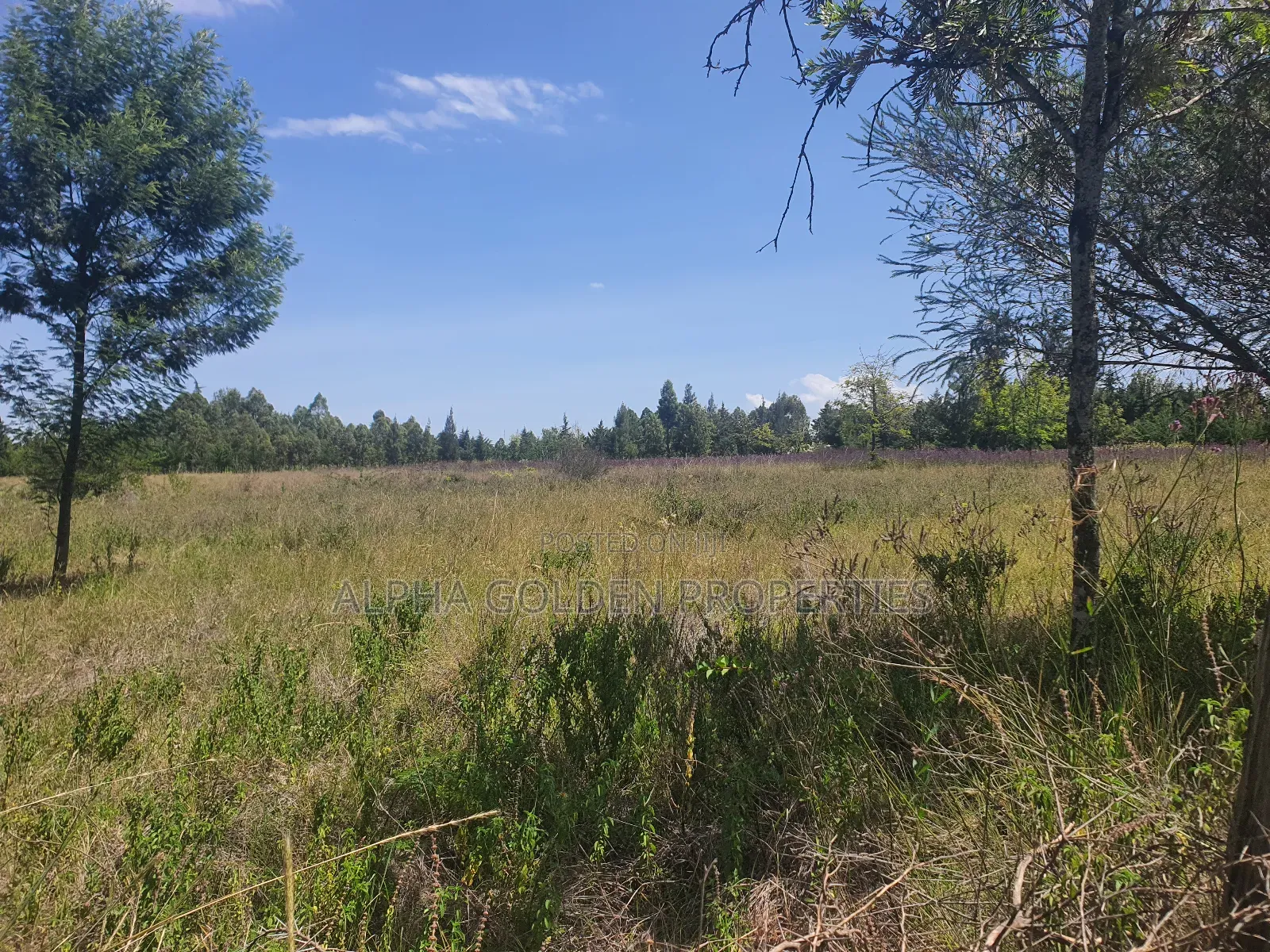 2 Acres in Nanyuki [ Kwahuku ]