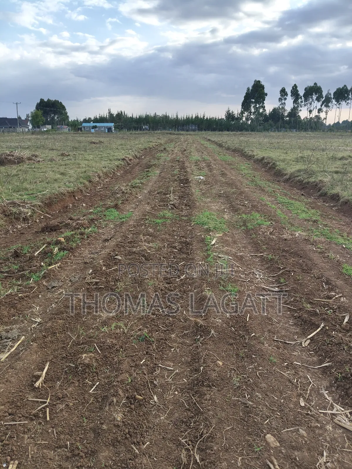 Eldoret Outspan Ancilla Estate