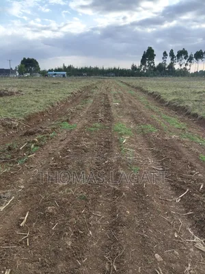 Eldoret Outspan Ancilla Estate