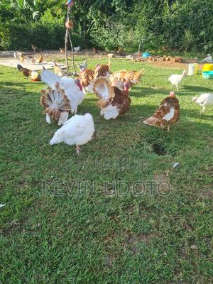 Male Turkeys About 2 Yrs Need a New Home.