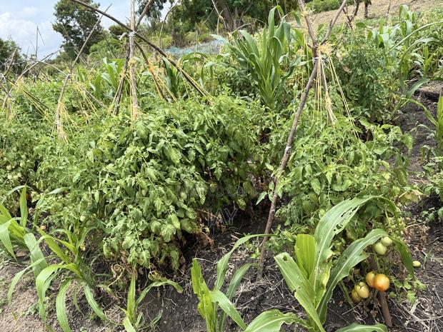 3/4acre for Sale - main view