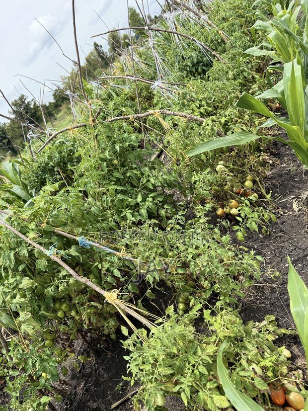 3/4acre for Sale - thumbnail 2