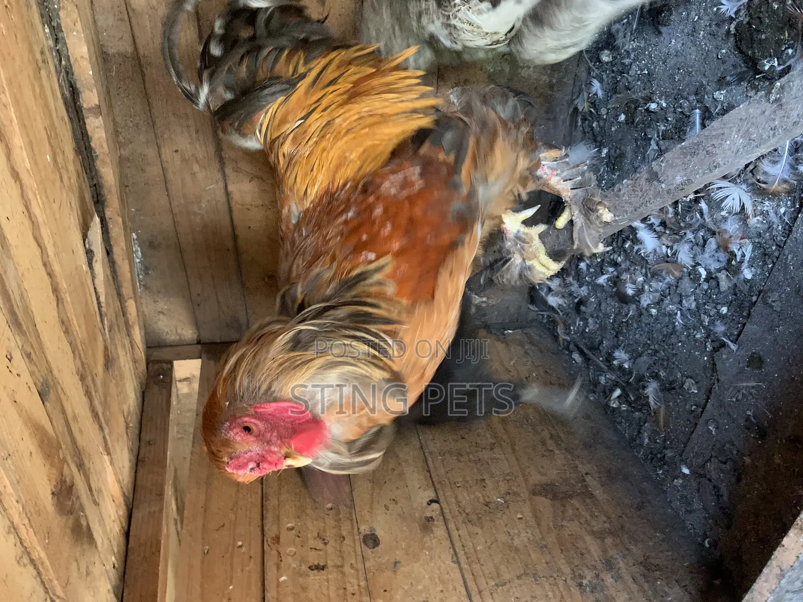 Buff Brahma