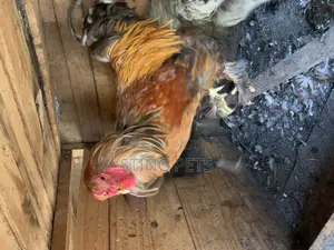 Buff Brahma