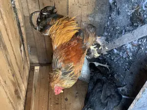 Buff Brahma