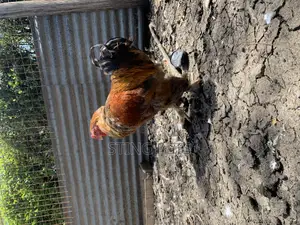 Buff Brahma