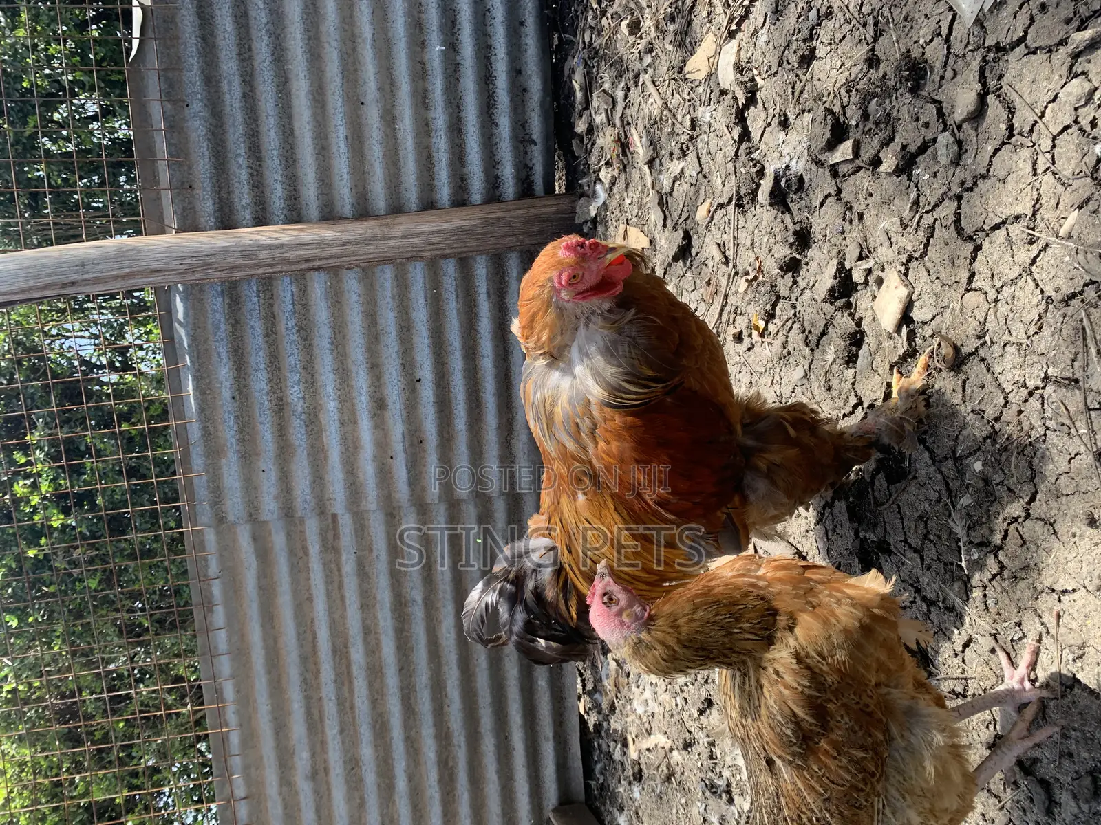 Buff Brahma