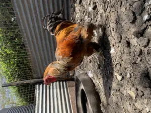 Buff Brahma